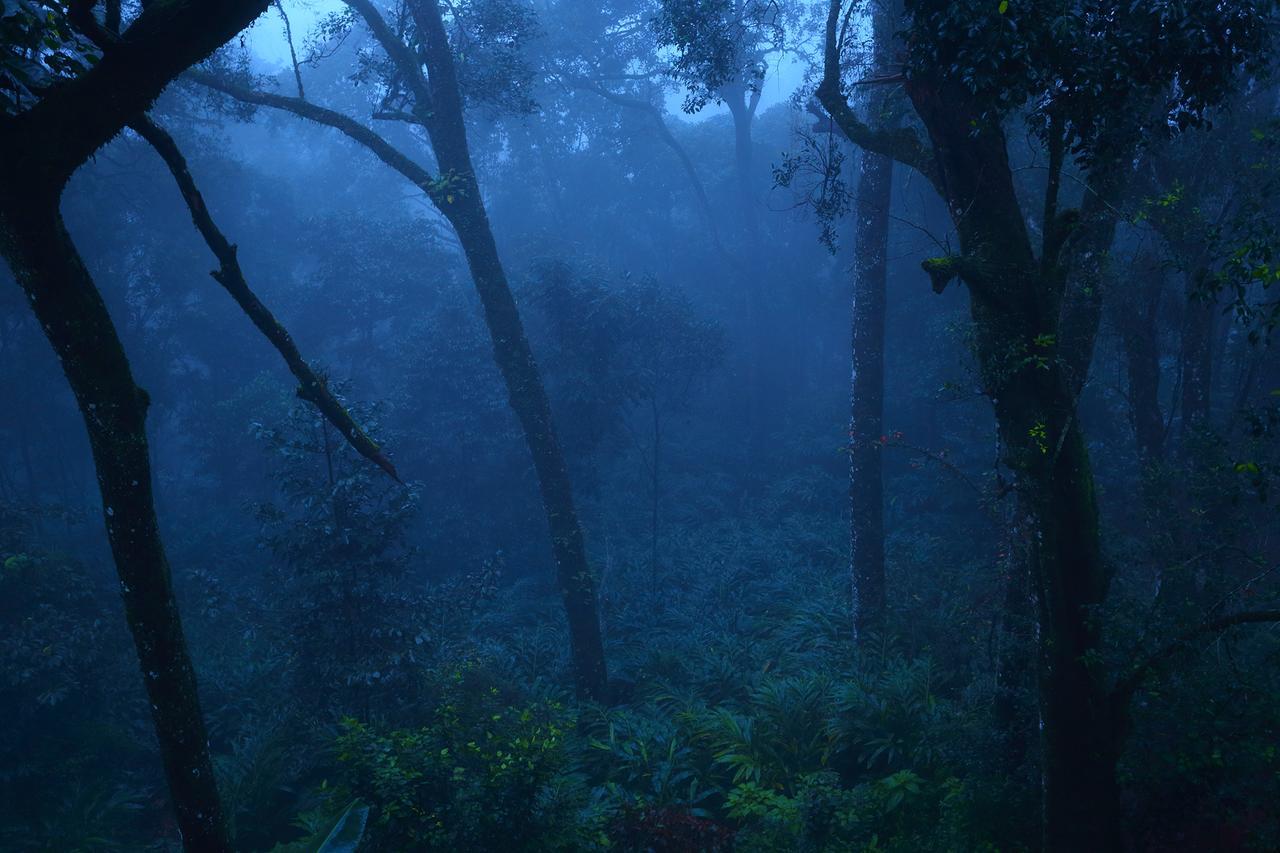 Madhumanthra Resort - Homestay Munnar Bagian luar foto